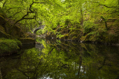 Scenic view of lake amidst trees in forest