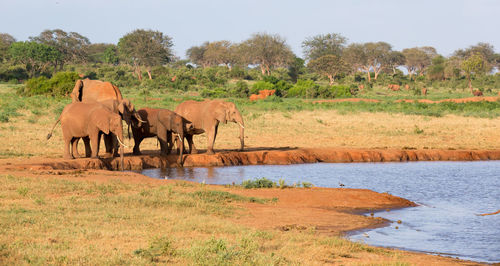 Horses in a field