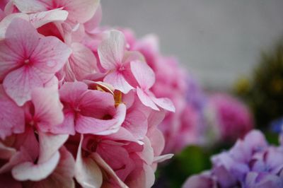 Close-up of pink flowers