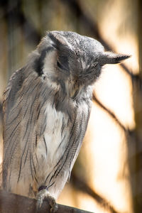 Close-up of a bird