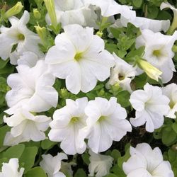 Close-up of white flowering plants