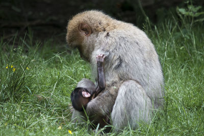 Monkey sitting on field