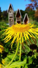 Close-up of yellow flowers