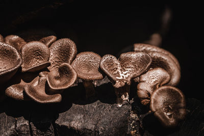 Close-up of mushrooms against black background