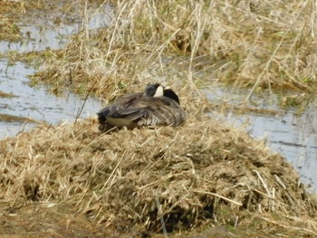 Side view of a bird on lakeshore