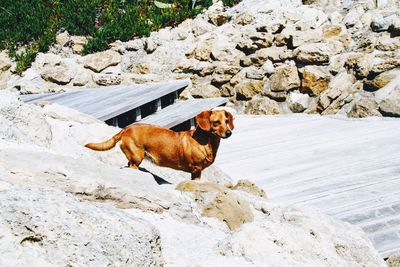 Dog standing on rock