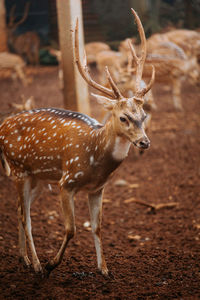 Close-up of deer