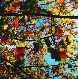 Low angle view of maple tree