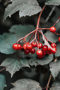 Autumn berries close-up