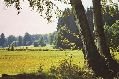 Trees on field against clear sky