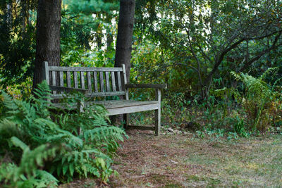 Empty bench in park