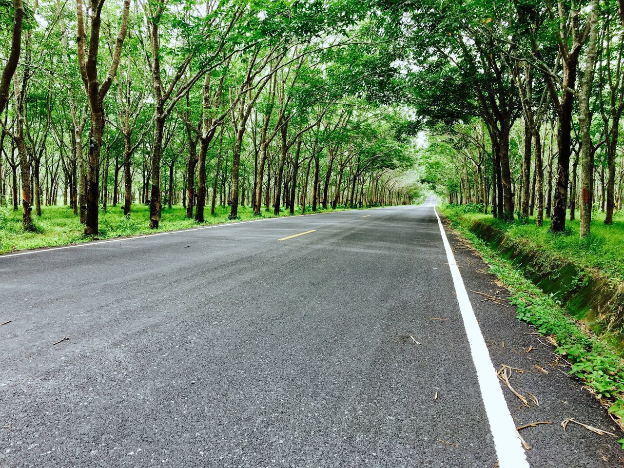 ROAD AMIDST TREES