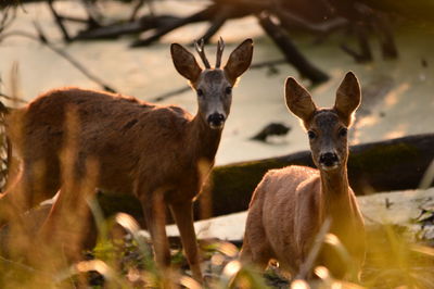 Portrait of deer standing on field