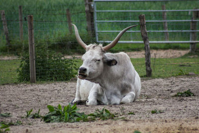 View of a steer on field