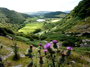 Scenic view of grassy field