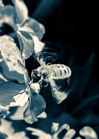 Close-up of insect on flower