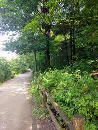 Road amidst trees in forest