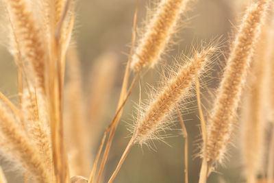 Close-up of wheat growing on field