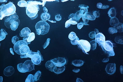 Close-up of jellyfish in sea