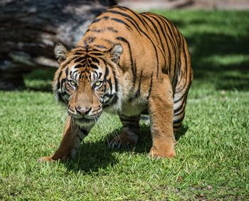 Tiger in a field