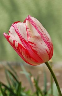 Close-up of red flower