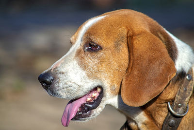 Close-up of a dog looking away