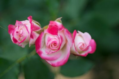 Close-up of pink rose