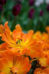 Close-up of orange flowering plant