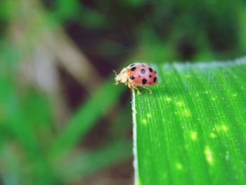 Close-up of ladybug on leaf