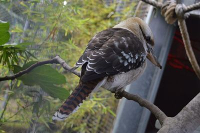 Close-up of bird perching on tree