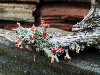 Close-up of red berries on plant