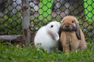 Two cute rabbits loving and playing in the meadow green grass together. 