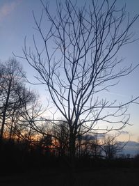 Silhouette of bare tree against sky