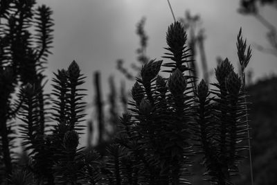 Close-up of pine tree