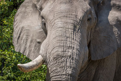 Close-up portrait of african elephant