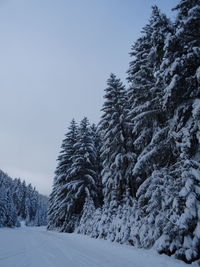 Pine trees on snow covered land against sky