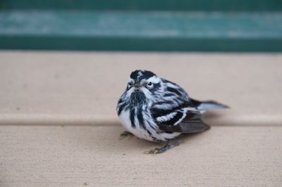 Close-up of a bird