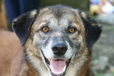 Close-up portrait of dog