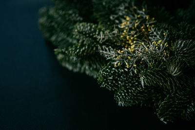 Close-up of christmas tree against black background