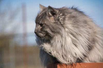 Close-up of a horse looking away