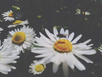 Close-up of daisies blooming outdoors