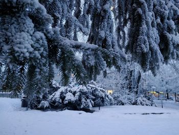 Trees on snow covered landscape