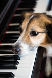 Close-up of dog by grand piano