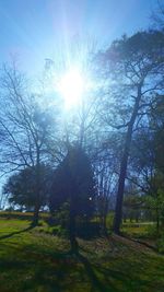 Sun shining through trees on sunny day