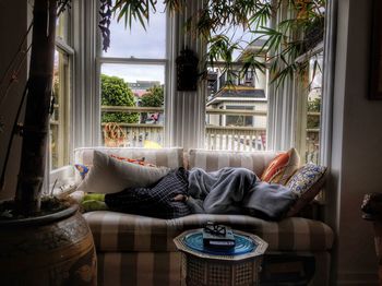 Potted plants on window