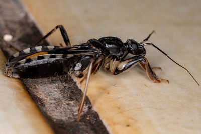 Close-up of spider on wood