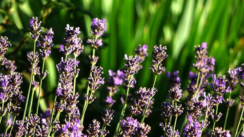 Close-up of purple flowering plants