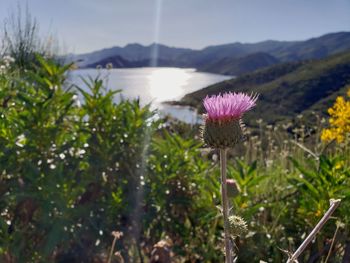 Close-up of pink thistle flower against sky