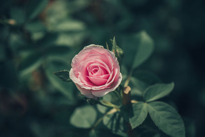 Close-up of pink rose