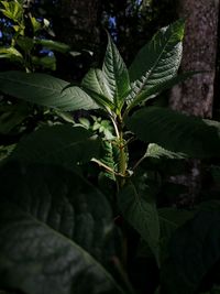 High angle view of plant leaves